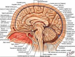 Imagini pentru sistemul nervos