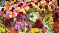 Ganaax ISK 6.5 milyan oo loogu talagalay Roses koontarabaanka ah