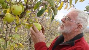 Orange farmer Borry Gartrell inspects the last of his Granny Smith apples in ... - r582108_3668905