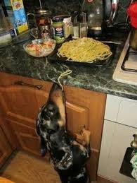 Image result for dachshunds stealing human food