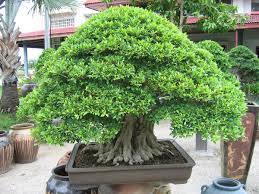 Image result for árvore frondosa.