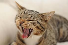 Image result for cat
