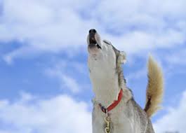 Image result for +dog