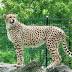 Cheetah escapes enclosure at Indianapolis Zoo