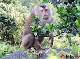 Image result for Con khỉ 23