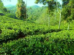 Image result for perkebunan teh gedeh cianjur