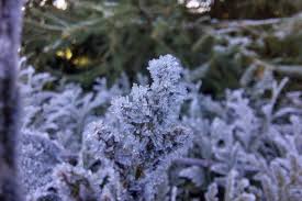 Les Saints de glace, c'est pour bientôt : voici à quelle date tombe cette période redoutée des jardiniers en 2026