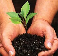 soil for plants ile ilgili görsel sonucu