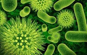 Image result for gambar eubacteria