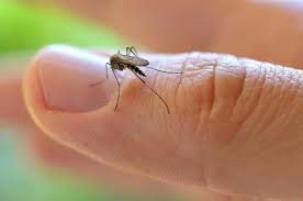 Image result for virus zika