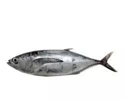 Gambar Tongkol fish