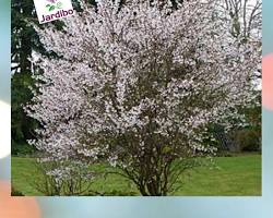 Image de Fleurs de cerisier nain