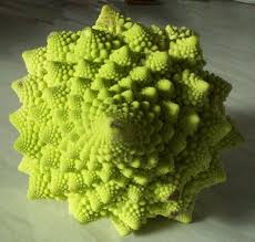 Image result for fibonacci in nature