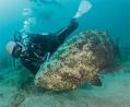 Diving Snorkeling - Stuart Martin County - Chamber of Commerce