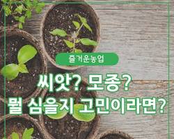 다양한 씨앗 봉투와 모종 트레이 이미지, 씨앗과 모종의 중요성 강조 이미지