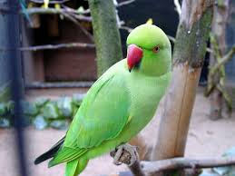 Image result for parrot