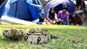 Día Mundial de la Serpiente: ¡De Temidas a Vitales en el Ecosistema!