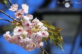 Résultat de recherche d'images pour "‫صور جميلة‬‎"