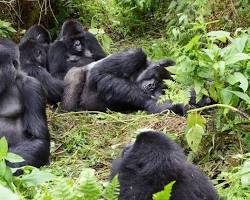 group of mountain gorillas in Rwanda 이미지