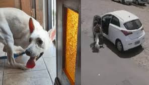 Mujer abandona perro discapacitado en calles de Brasil