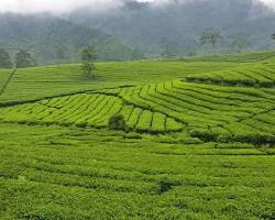 Gambar Kebun Teh Ciater Subang