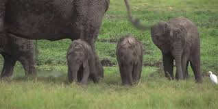 Kleine Sensation: Seltene Elefanten-Zwillinge in Kenia ...