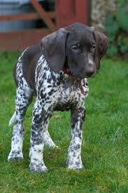 Afbeeldingsresultaat voor duitse staande puppy