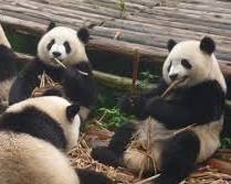 成都大熊貓繁育基地的圖片