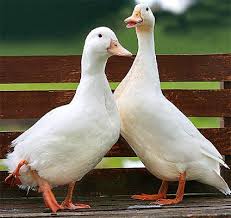 Resultado de imagem para pato