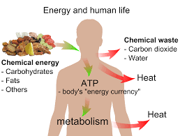 Resultado de imagen de chemical energy examples for kids