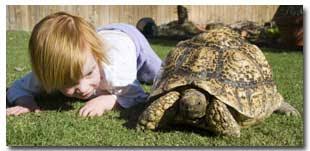 Image result for head less tortoise