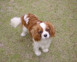 Znalezione obrazy dla zapytania spaniel cavalier