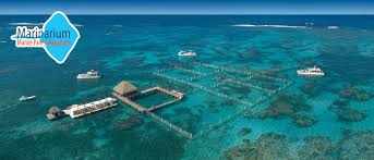 Image result for punta cana snorkeling with sharks