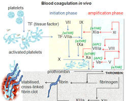 Image of blood clotting process