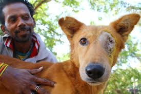 Image result for eyeball enucleation cattle