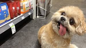 Résultat de recherche d'images pour "image de chien drole shih tzu"