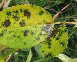 Black spot of roses (Diplocarpon rosae) disease on roses
