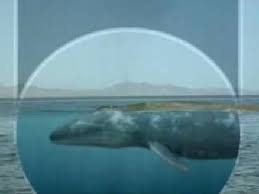 Image result for the biggest animal on earth