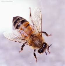 「蜜蜂」的圖片搜尋結果