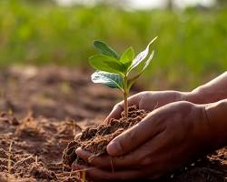 Planting trees