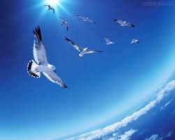 Resultado de imagem para aves