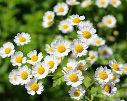 Image de Chrysanthemum parthenium (Grand camomille)