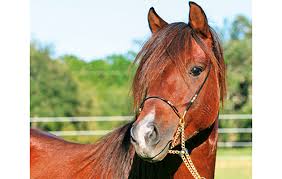 Image result for IRAN HORSES