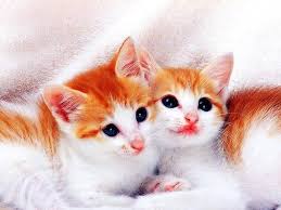 Image result for cute cat images hd