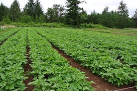 Image result for picture of beans plant in rows