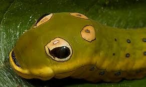 Image result for organisms and their environment