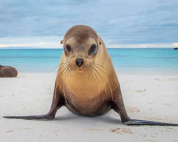 Image de Lions de mer des Galapagos