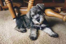 More puppies