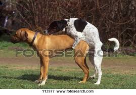 Afbeeldingsresultaat voor parende honden