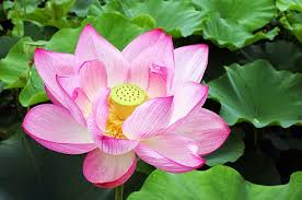 Hasil gambar untuk bunga lotus wikipedia